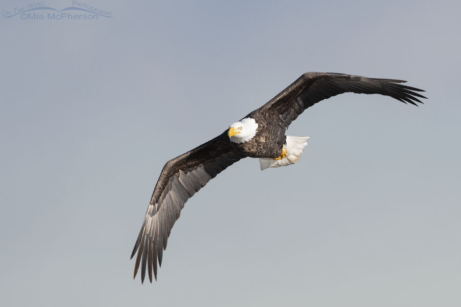 Adult Bald Eagle in flight heading south, Farmington Bay WMA, Davis County, Utah