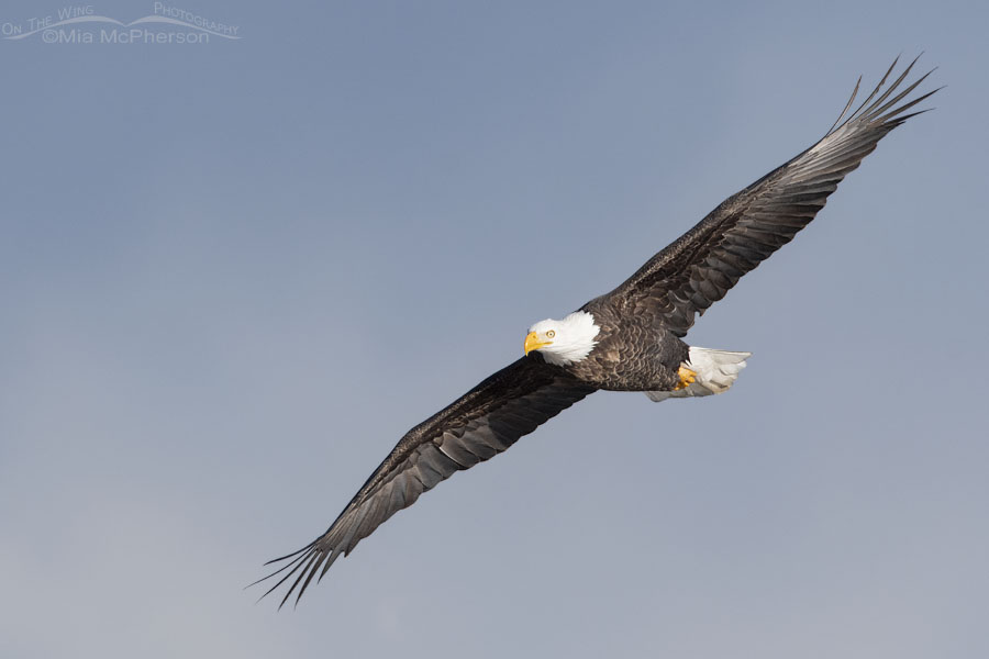 Adult Bald Eagle with its wings fully extended in flight, Farmington Bay WMA, Davis County, Utah