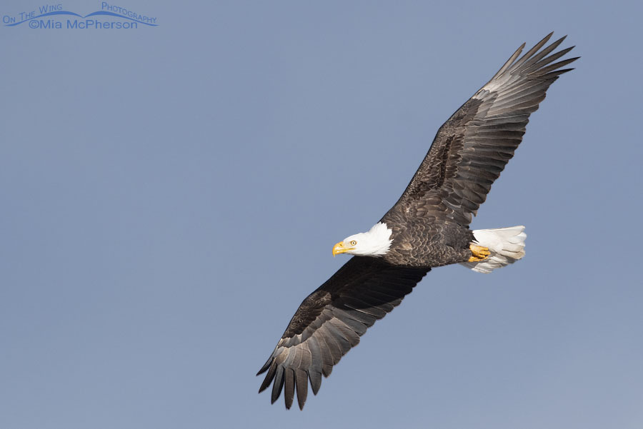 Bald Eagle adult flying past in a stiff breeze, Farmington Bay WMA, Davis County, Utah