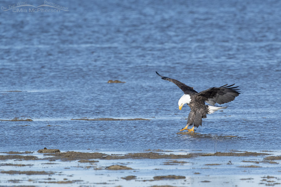 Adult Bald Eagle landing on a clump of mud, Farmington Bay WMA, Davis County, Utah