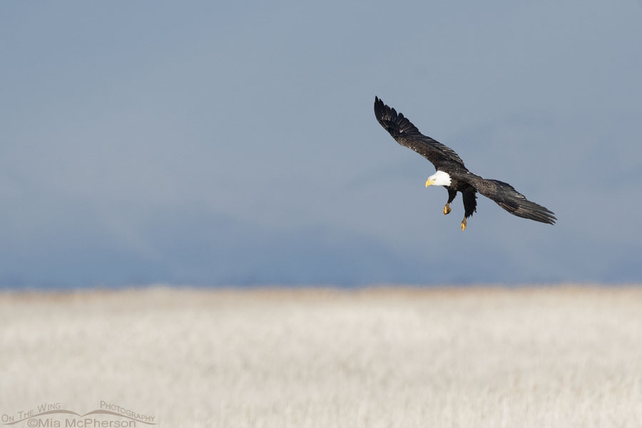 Bald Eagle coming in for a landing in the marsh at Farmington Bay WMA, Davis County, Utah