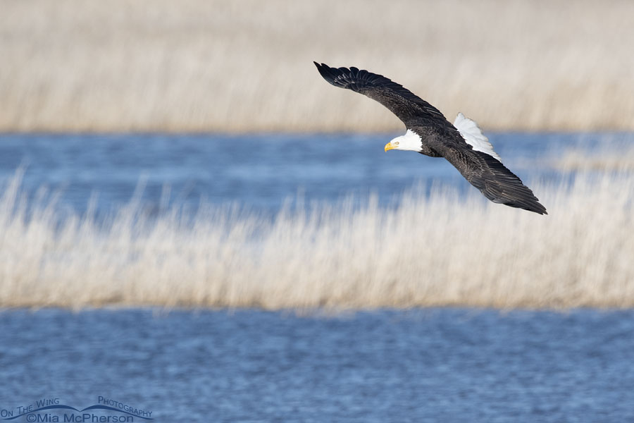 Bald Eagle circling over the marsh, Farmington Bay WMA, Davis County, Utah