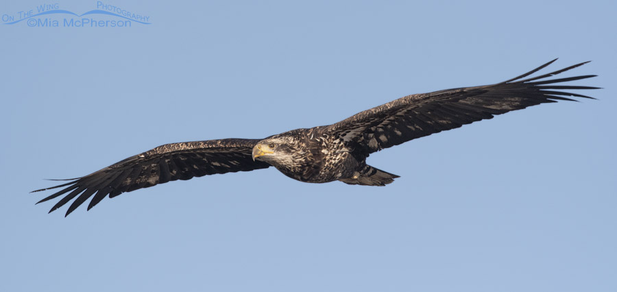 Sub-adult Bald Eagle in flight up close, Farmington Bay WMA, Davis County, Utah