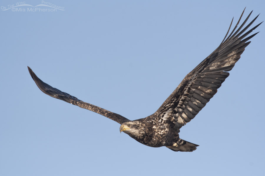 Immature Bald Eagle in flight close up, Farmington Bay WMA, Davis County, Utah