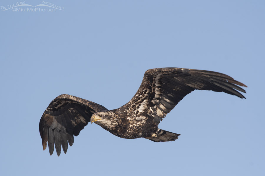 Close immature Bald Eagle fly by, Farmington Bay WMA, Davis County, Utah