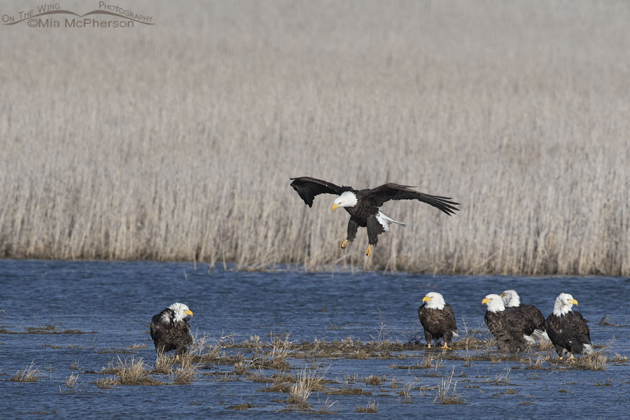 Bald Eagle landing to join five other eagles, Farmington Bay WMA, Davis County, Utah