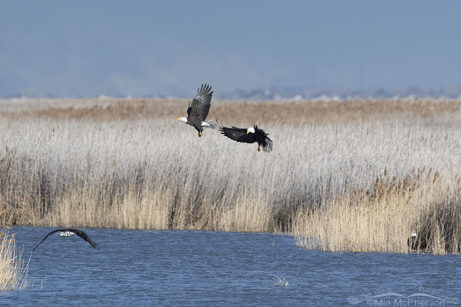 Four Bald Eagles in the marsh at Farmington Bay WMA, Davis County, Utah