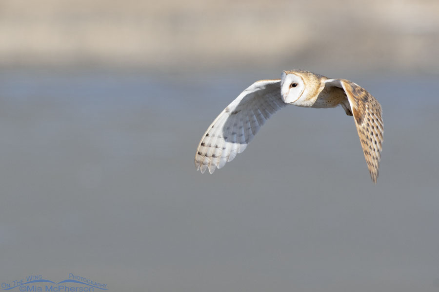 Barn Owl flying over a playa in morning light, Farmington Bay WMA, Davis County, Utah