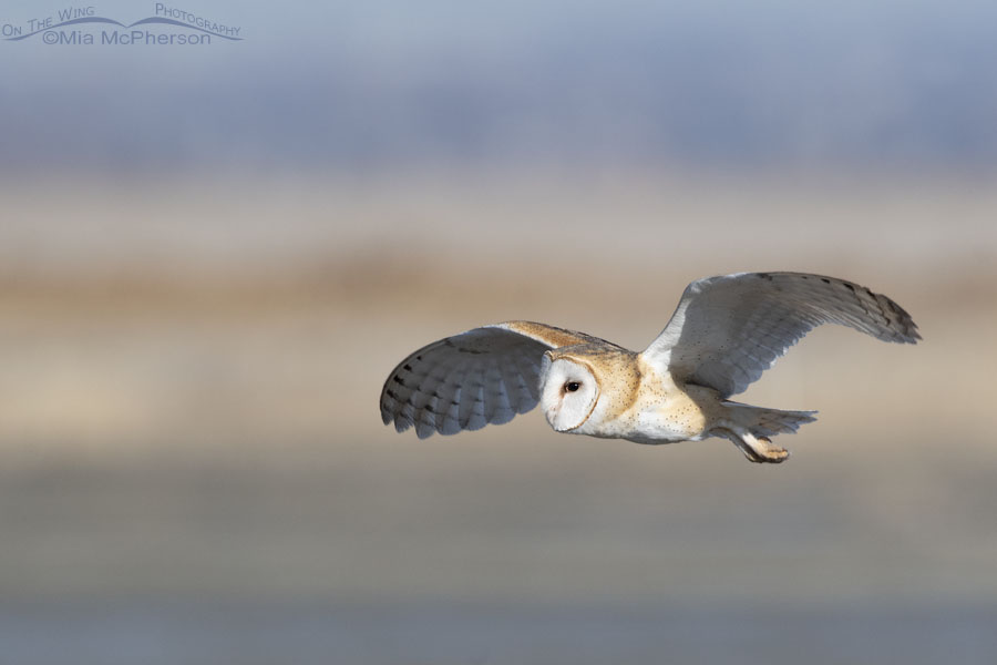 Daylight flight of a Barn Owl, Farmington Bay WMA, Davis County, Utah