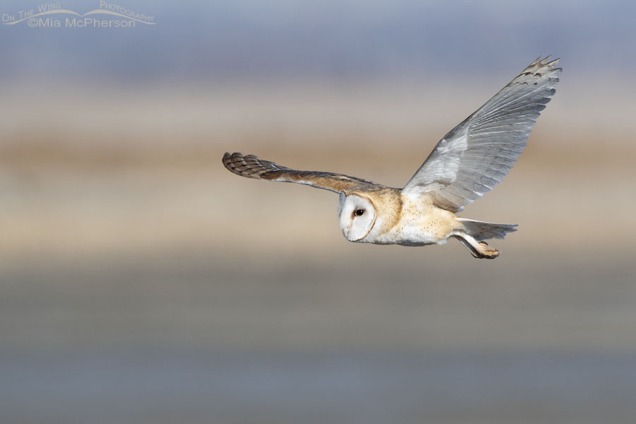 Barn Owl in flight during daylight, Farmington Bay WMA, Davis County, Utah