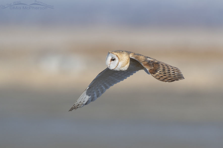 Barn Owl flying over a frozen marsh, Farmington Bay WMA, Davis County, Utah