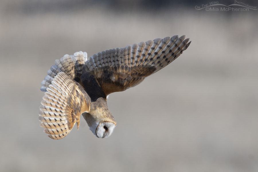 Barn Owl diving after prey, Farmington Bay WMA, Davis County, Utah