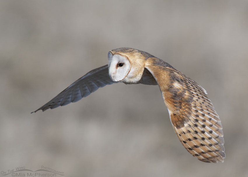 Barn Owl flying next to the road, Farmington Bay WMA, Davis County, Utah