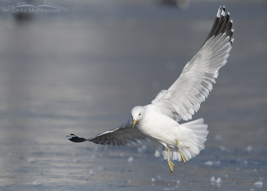 California Gull landing on thin ice, Salt Lake County, Utah