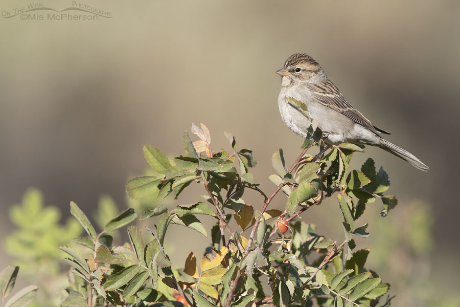 Chipping Sparrow perched on a rose bush, Box Elder County, Utah