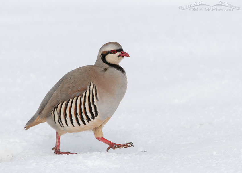 Chukar walking in the snow after a storm, Antelope Island State Park, Davis County, Utah