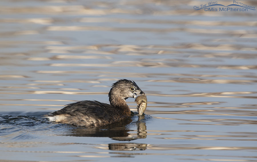 Pied-billed Grebe swimming by with a crayfish in its bill, Salt Lake County, Utah
