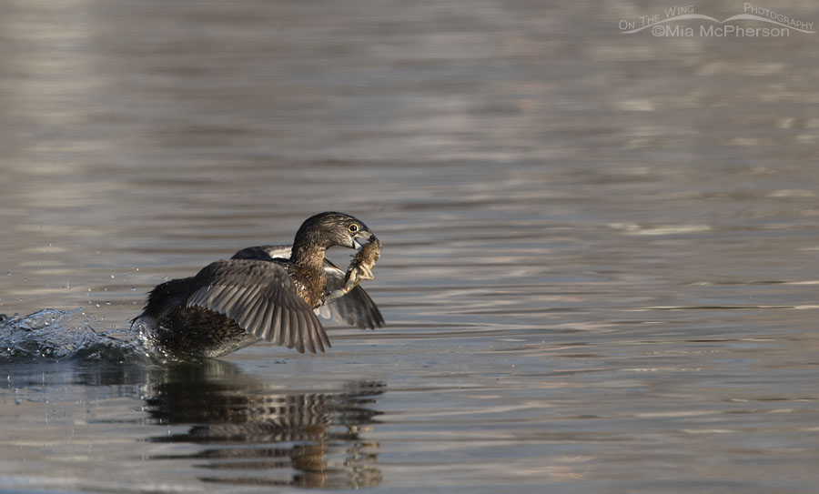 Pied-billed Grebe racing across the water with a large crayfish, Salt Lake County, Utah