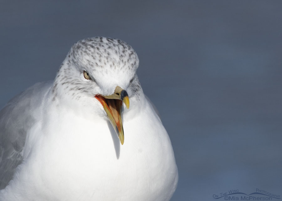 Calling Ring-billed Gull close up, Salt Lake County, Utah