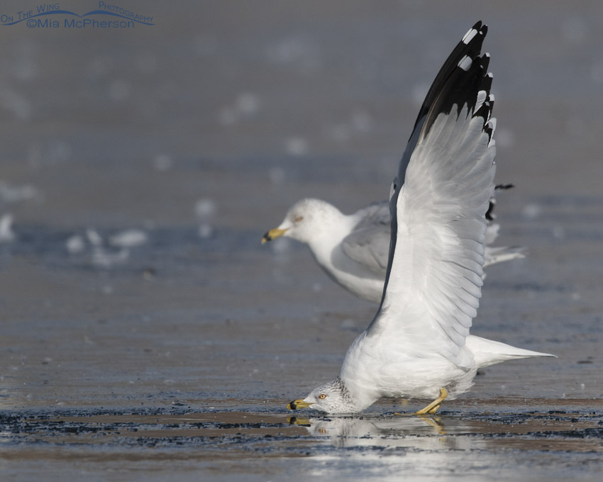 Ring-billed Gull with head low and full wing lift, Salt Lake County, Utah