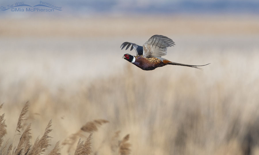 Male Ring-necked Pheasant in flight over the marsh at Farmington Bay WMA, Davis County, Utah