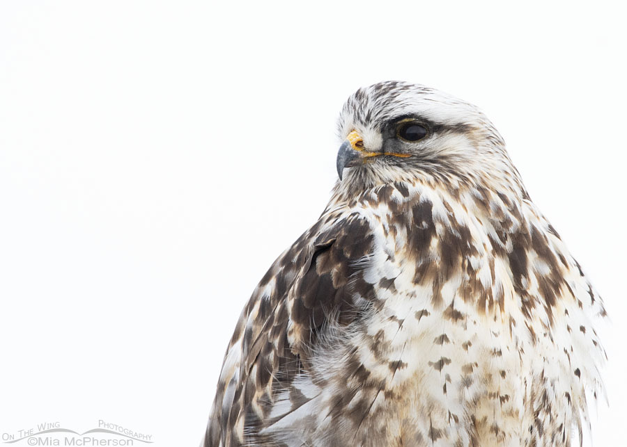 High key Rough-legged Hawk close up, Bear River Migratory Bird Refuge, Box Elder County, Utah