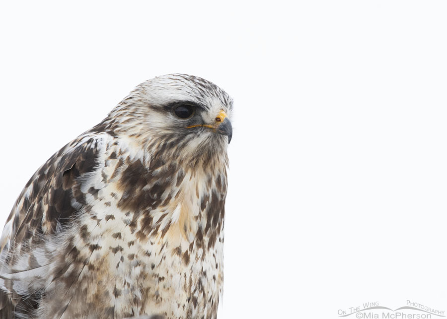 Rough-legged Hawk close up on a cloudy, snowy morning, Bear River Migratory Bird Refuge, Box Elder County, Utah