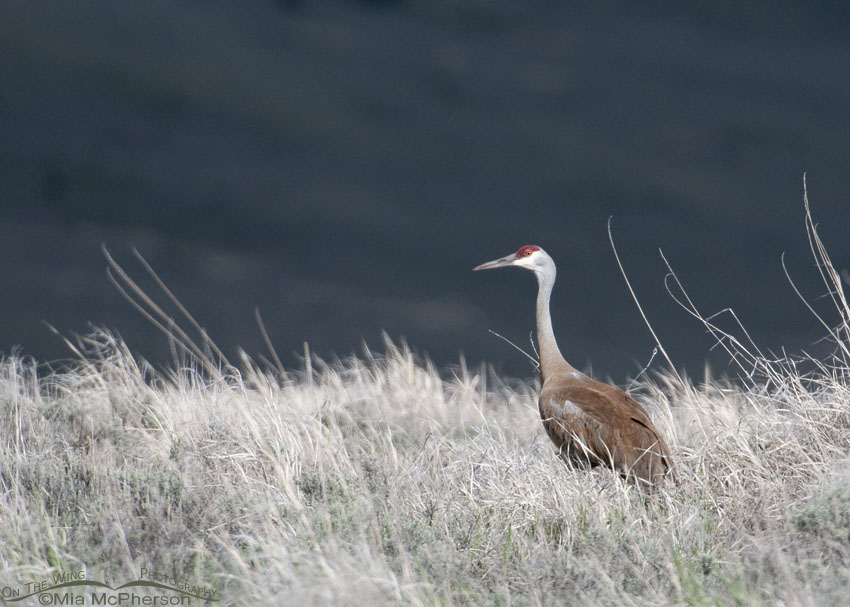 Sandhill Crane at the edge of a storm, Red Rock Lakes National Wildlife Refuge, Centennial Valley, Beaverhead County, Montana
