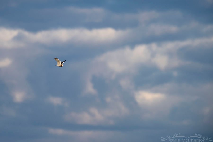 Male Short-eared Owl in flight with a stormy sky, Box Elder County, Utah
