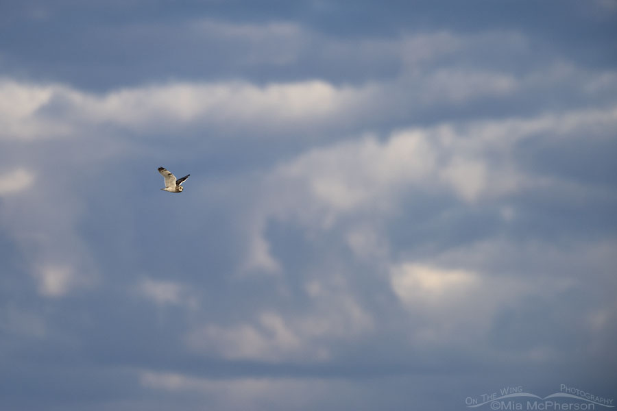 Male Short-eared Owl in flight with a stormy sky, Box Elder County, Utah