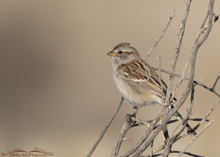 Spring American Tree Sparrow, Antelope Island State Park, Davis County, Utah
