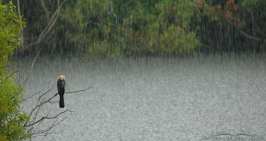 Anhinga waiting out a rain storm, Sawgrass Lake Park, Pinellas County, Florida