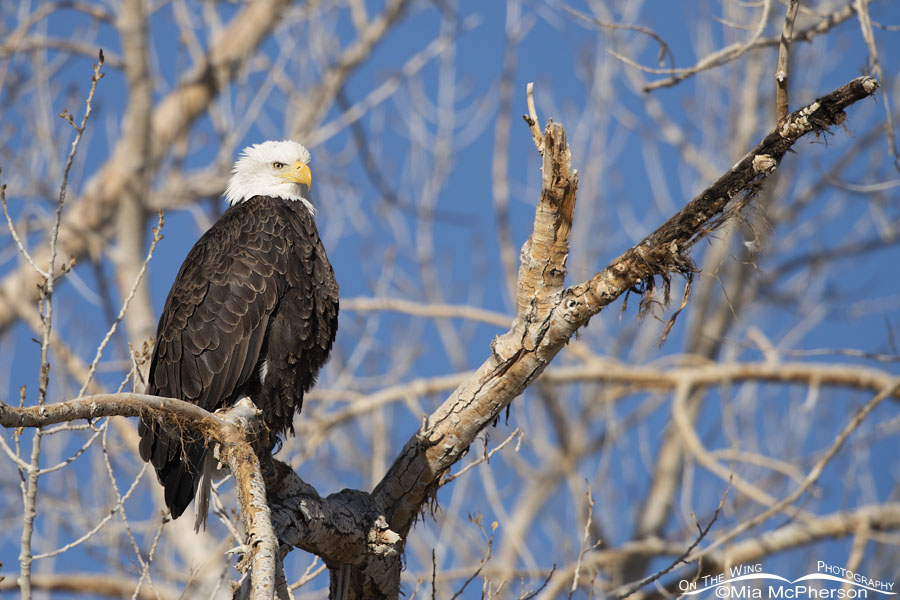 Bald Eagle at Fish Springs National Wildlife Refuge, Juab County, Utah