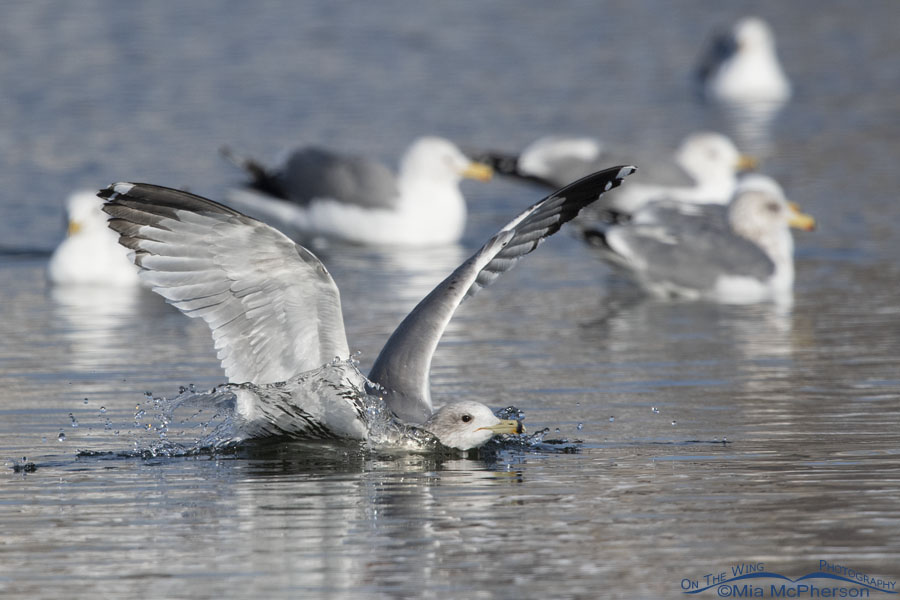 California Gull splashing on landing, Salt Lake County, Utah