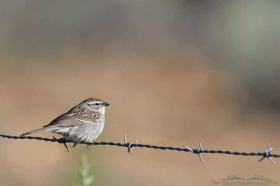 Adult Chipping Sparrow in breeding plumage, West Desert, Tooele County, Utah