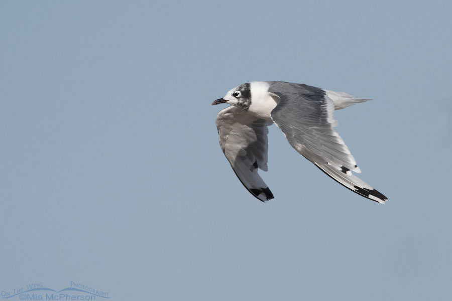 Molting Franklin's Gull in flight, Antelope Island State Park, Davis County, Utah