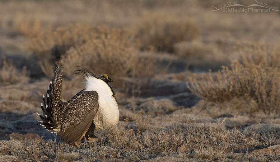 Victorious male Greater Sage-Grouse on a lek, Wayne County, Utah