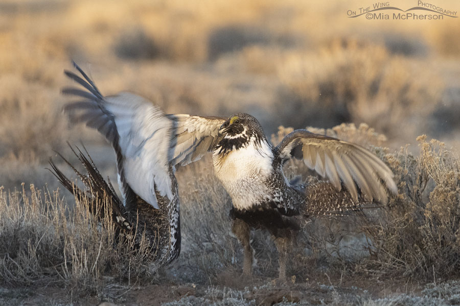 Greater Sage-Grouse males as dawn breaks on a lek, Wayne County, Utah