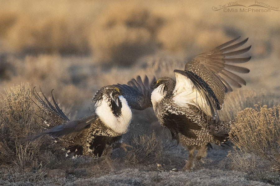 Sparring male Greater Sage-Grouse in golden light, Wayne County, Utah