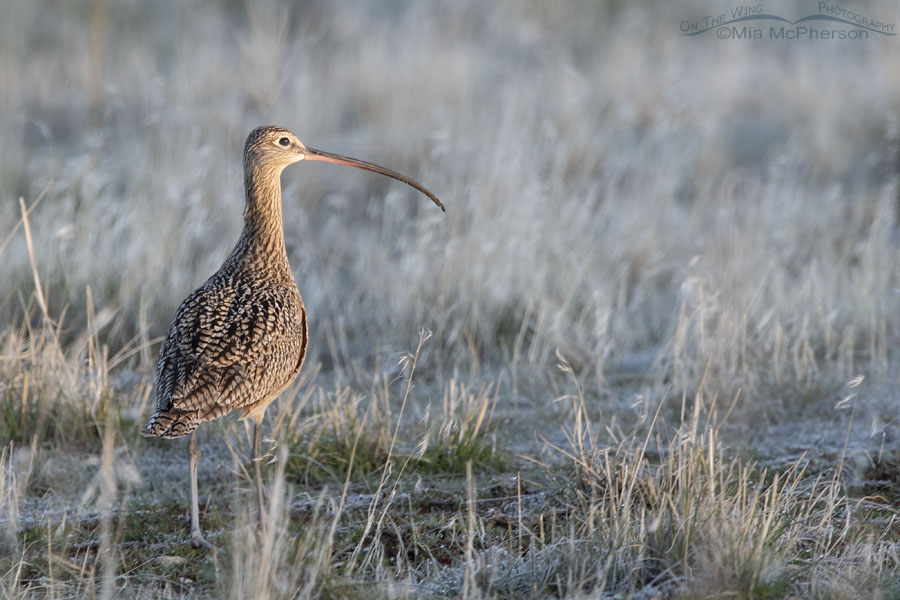 Male Long-billed Curlew at sunrise in a frosty grassland, Antelope Island State Park, Davis County, Utah