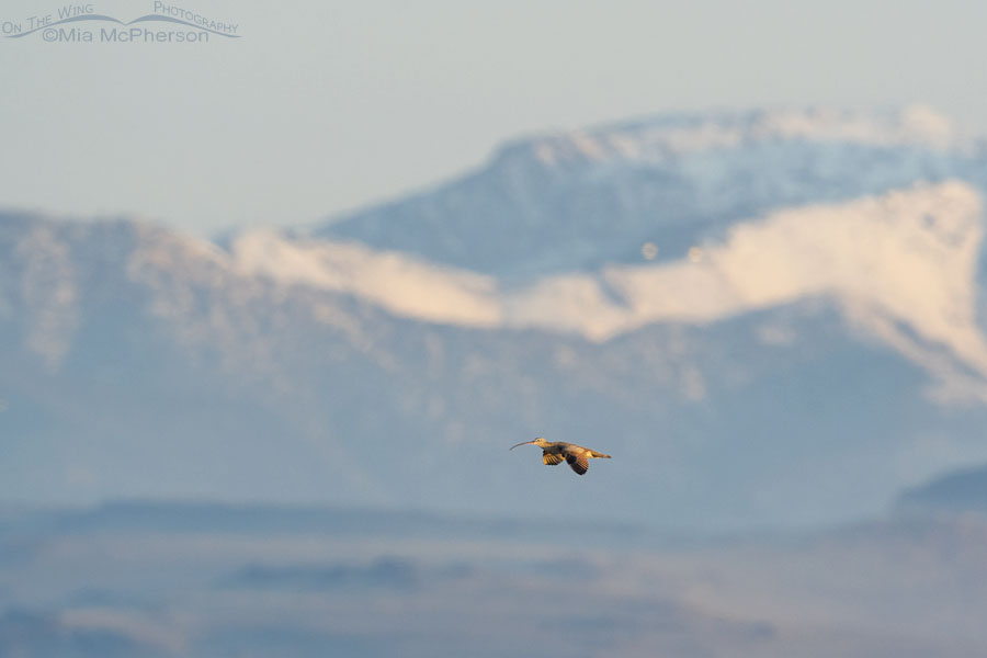 Male Long-billed Curlew displaying in front of Fremont Island and the Promontory Mountains, Antelope Island State Park, Davis County, Utah