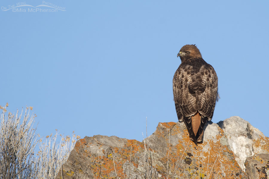 Back view of a Red-tailed Hawk perched on a lichen covered rock, Box Elder County, Utah