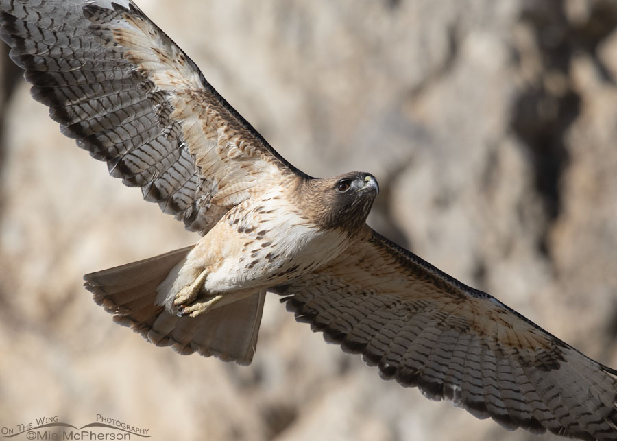 Close up of a male Red-tailed Hawk in flight, Box Elder County, Utah