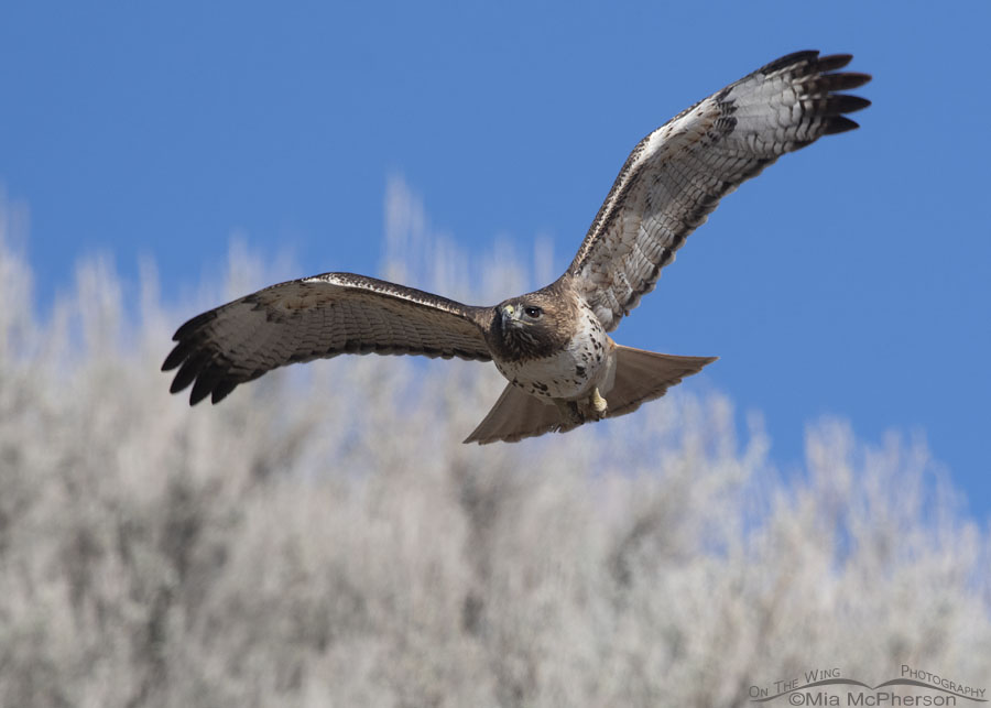 Male Red-tailed Hawk after lifting off from a cliff, Box Elder County, Utah