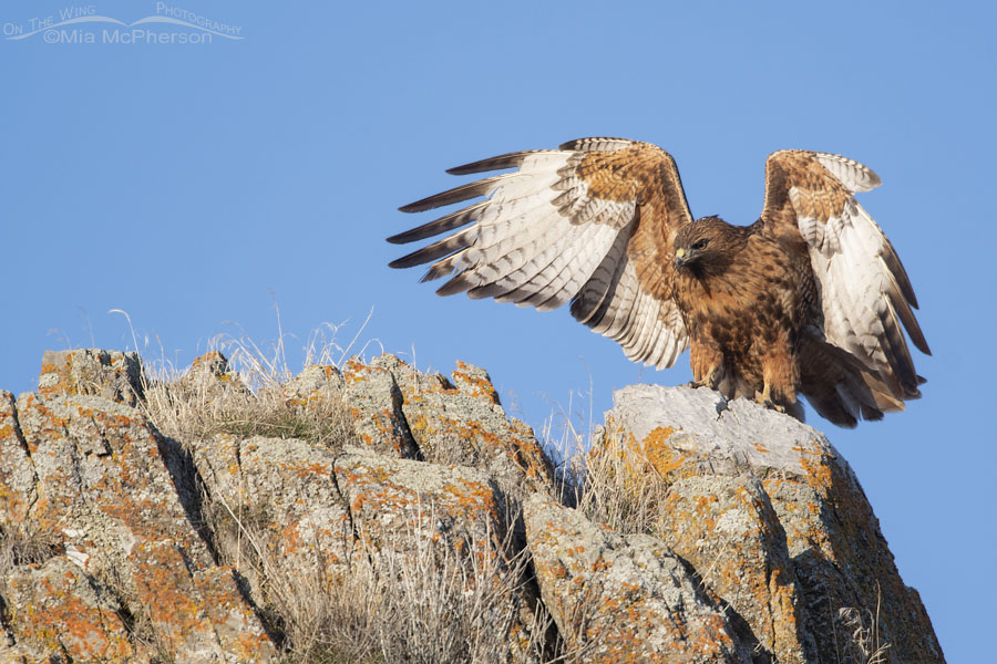 Red-tailed Hawk landing on a lichen covered rock face, Box Elder County, Utah
