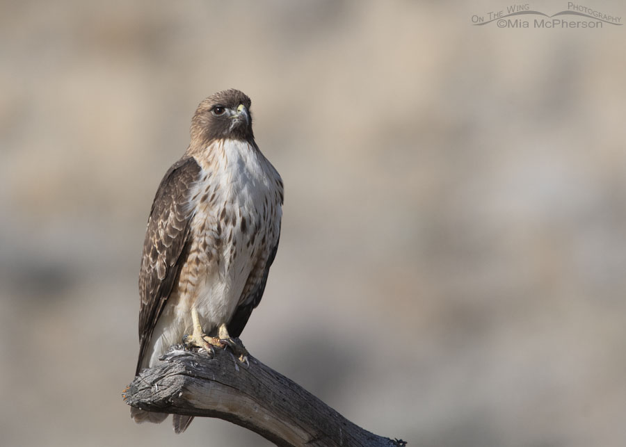 Male Red-tailed Hawk taking a break from nest building, Box Elder County, Utah