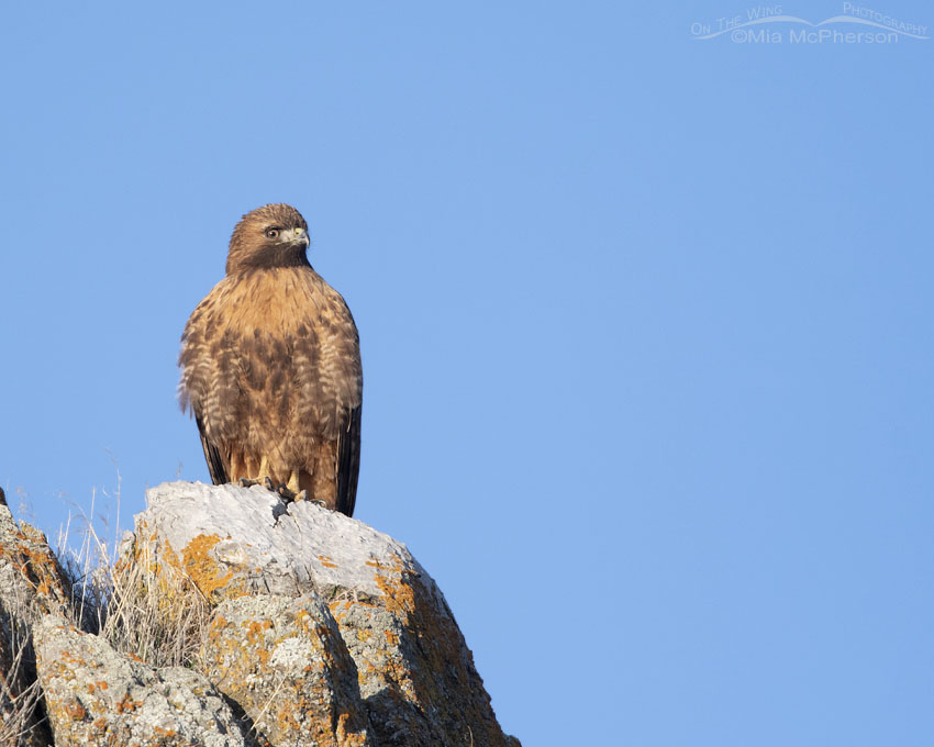 Red-tailed Hawk surveying its world from a rocky perch, Box Elder County, Utah