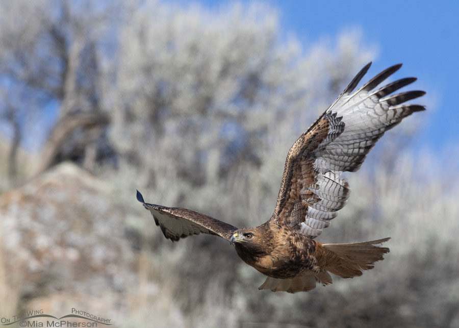 Female rufous Red-tailed Hawk in front of sagebrush, Box Elder County, Utah