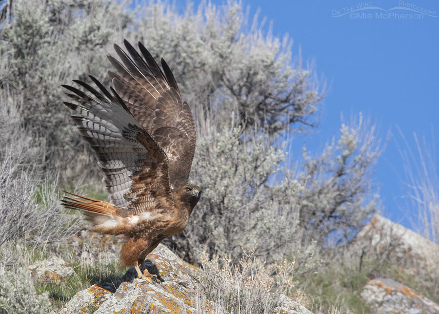 Rufous Red-tailed Hawk female at the moment of lift off, Box Elder County, Utah