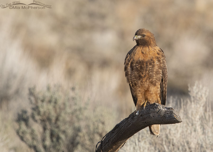 Restful Red-tailed Hawk female, Box Elder County, Utah
